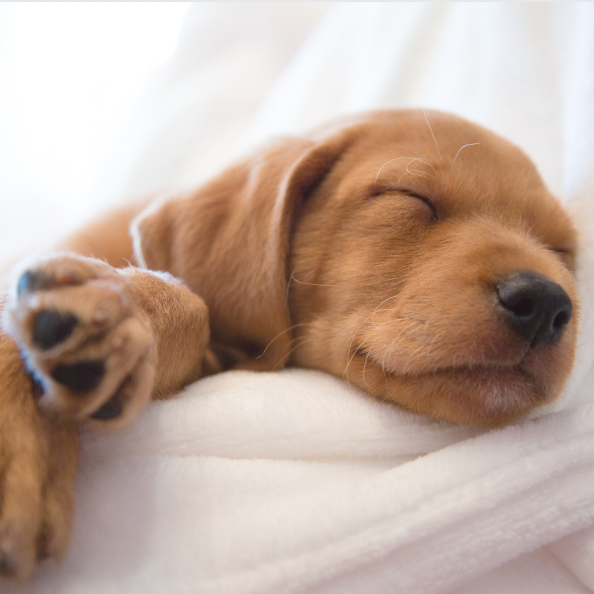 Puppy Sleep Training Tip!